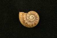 藏品(扁山蝸牛)的圖片